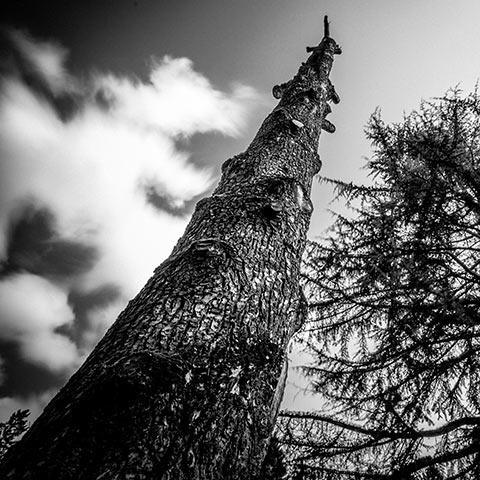 Photo d'un arbre en noir et blanc