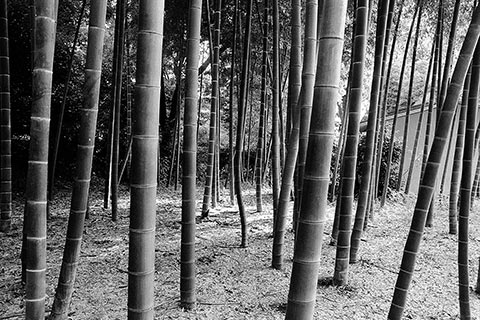 La bambouseraie d'Arashiyama